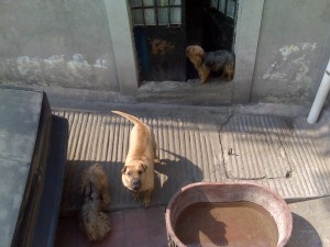 mexico city dogs pets