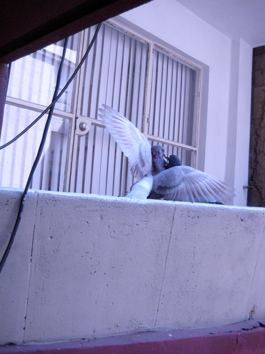 Pidgeons mexico city bird-love